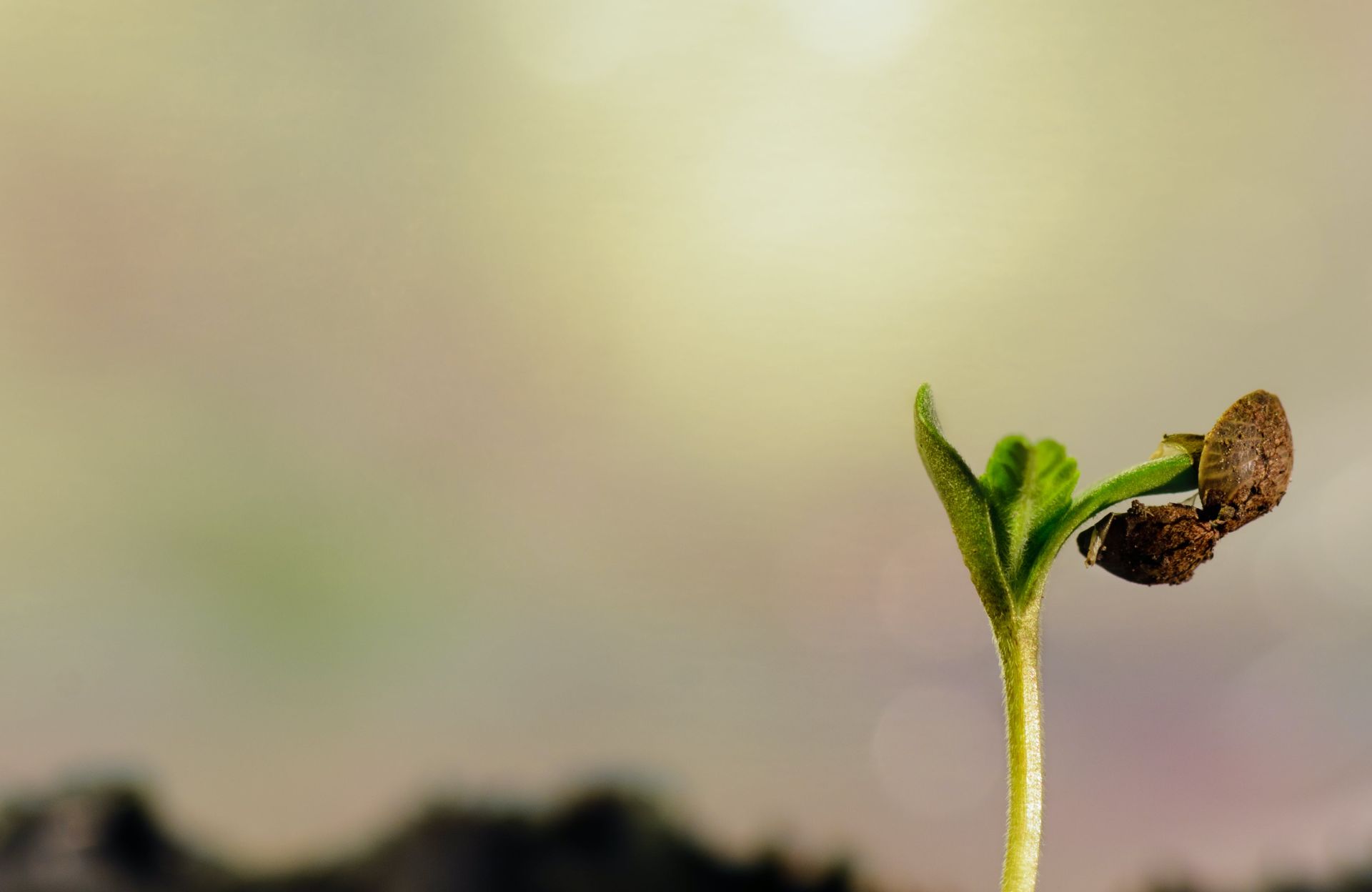 Close-Up Shot of a Cannabis Plant